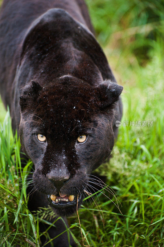 黑色美洲虎Panthera Onca在长草中潜行